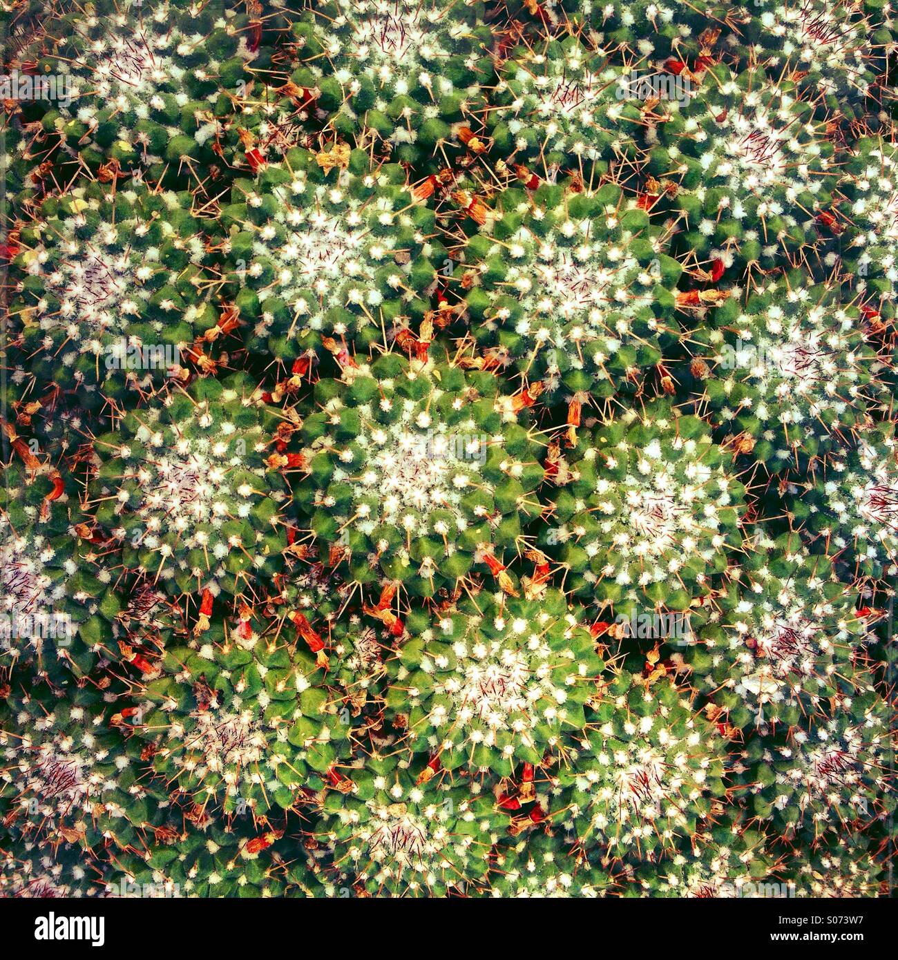 Los cactus con espinas afiladas creciendo juntos Foto de stock