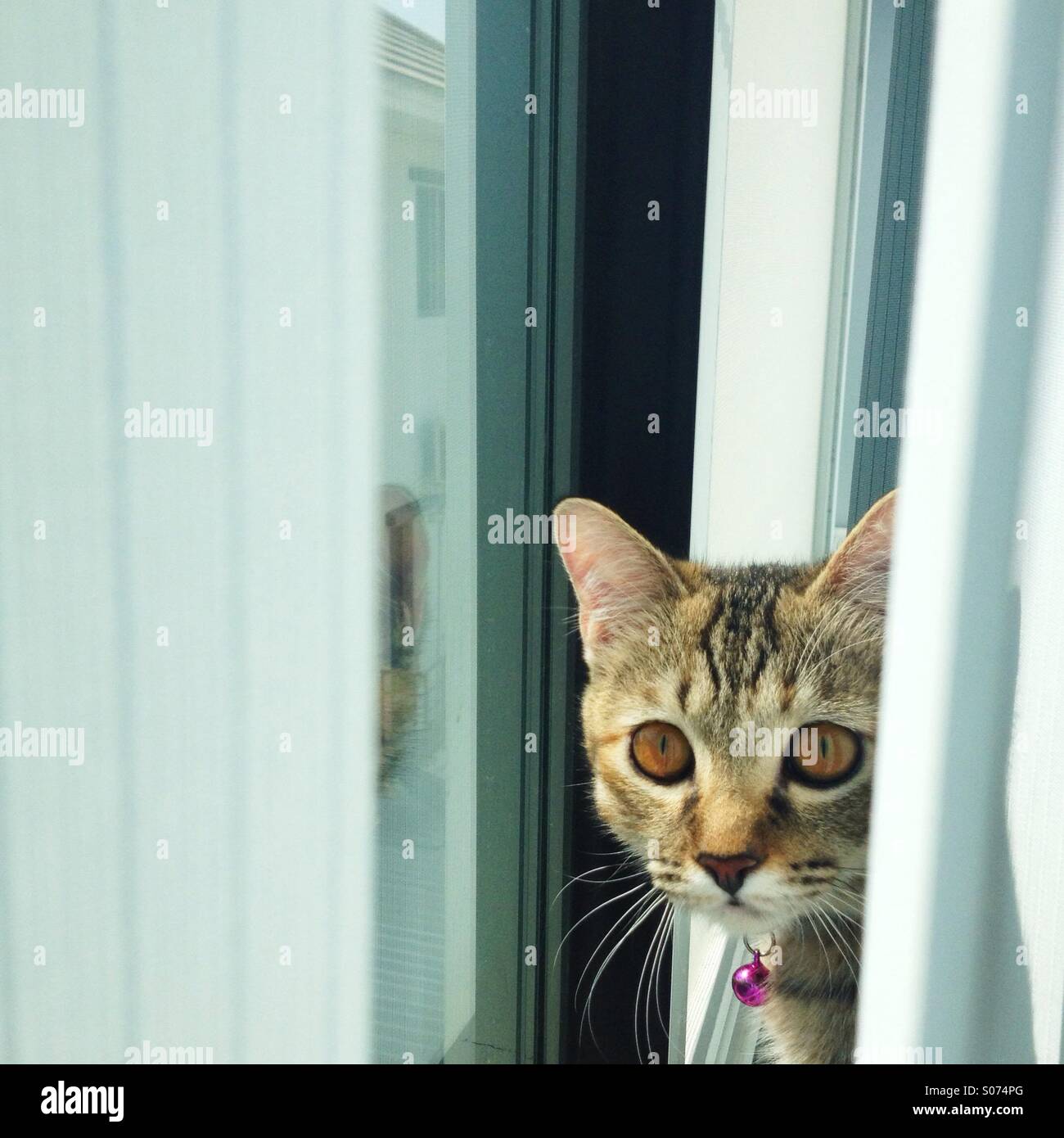 Gato atigrado joven de pie en la ventana Foto de stock