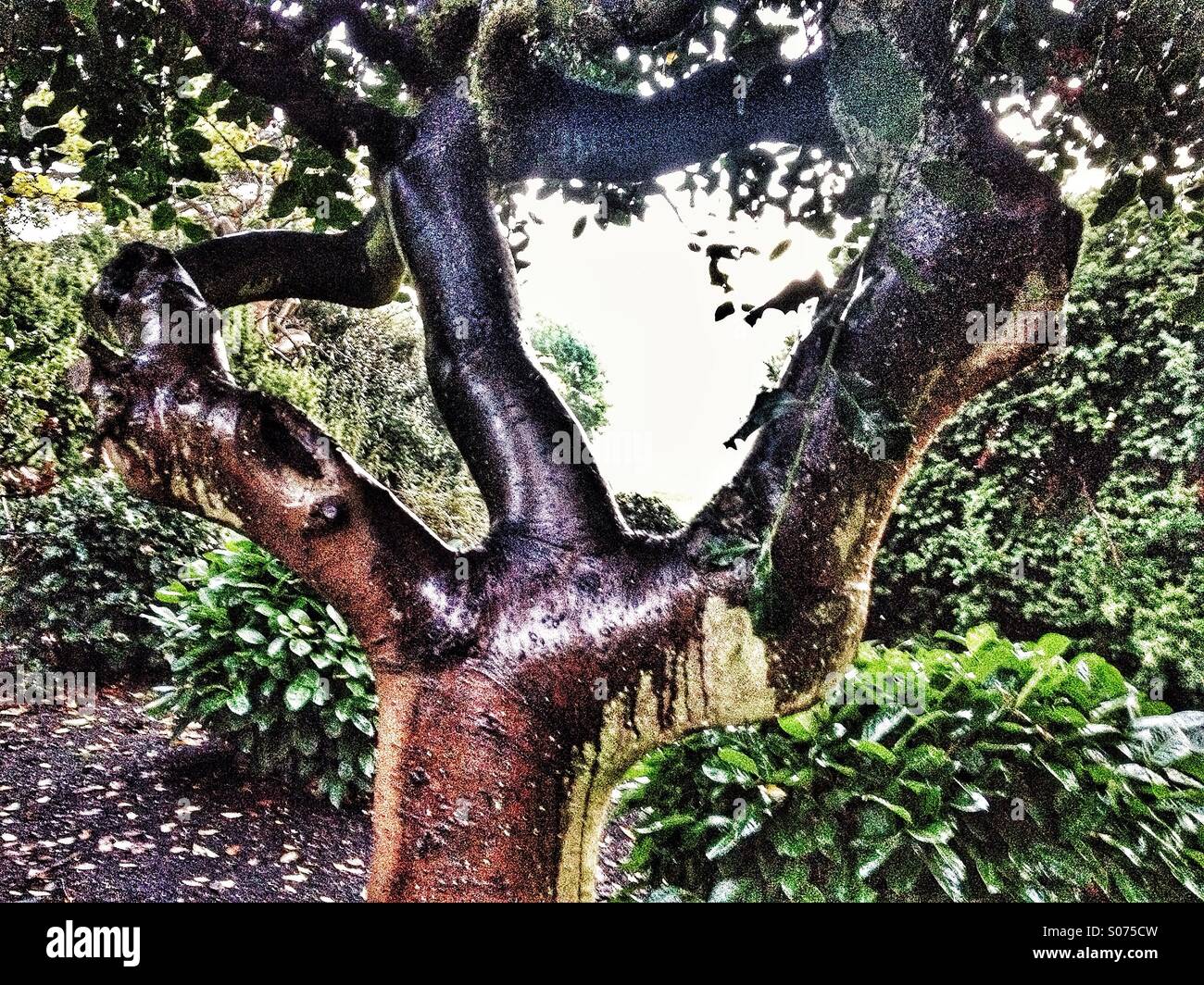 Árbol en jardines formales empapado por la lluvia Foto de stock