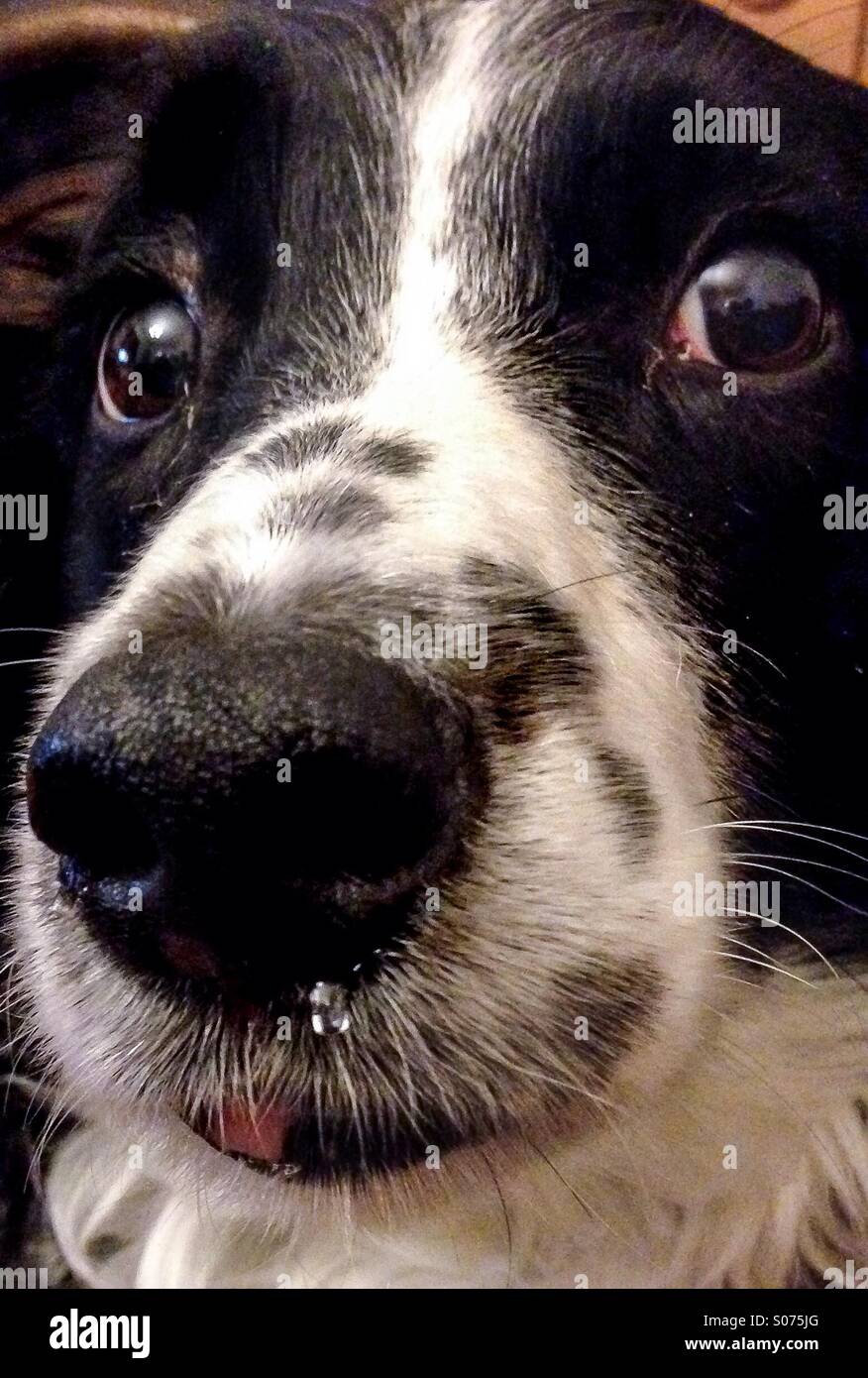 Perro con secreción nasal Fotografía de stock - Alamy