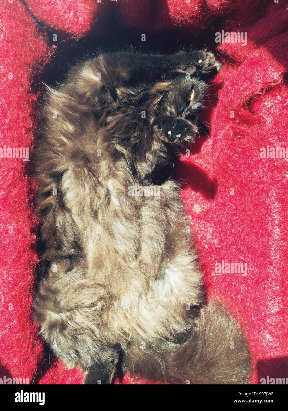Gato de pelo largo marrón en la espalda en rojo manta de mohair Foto de stock