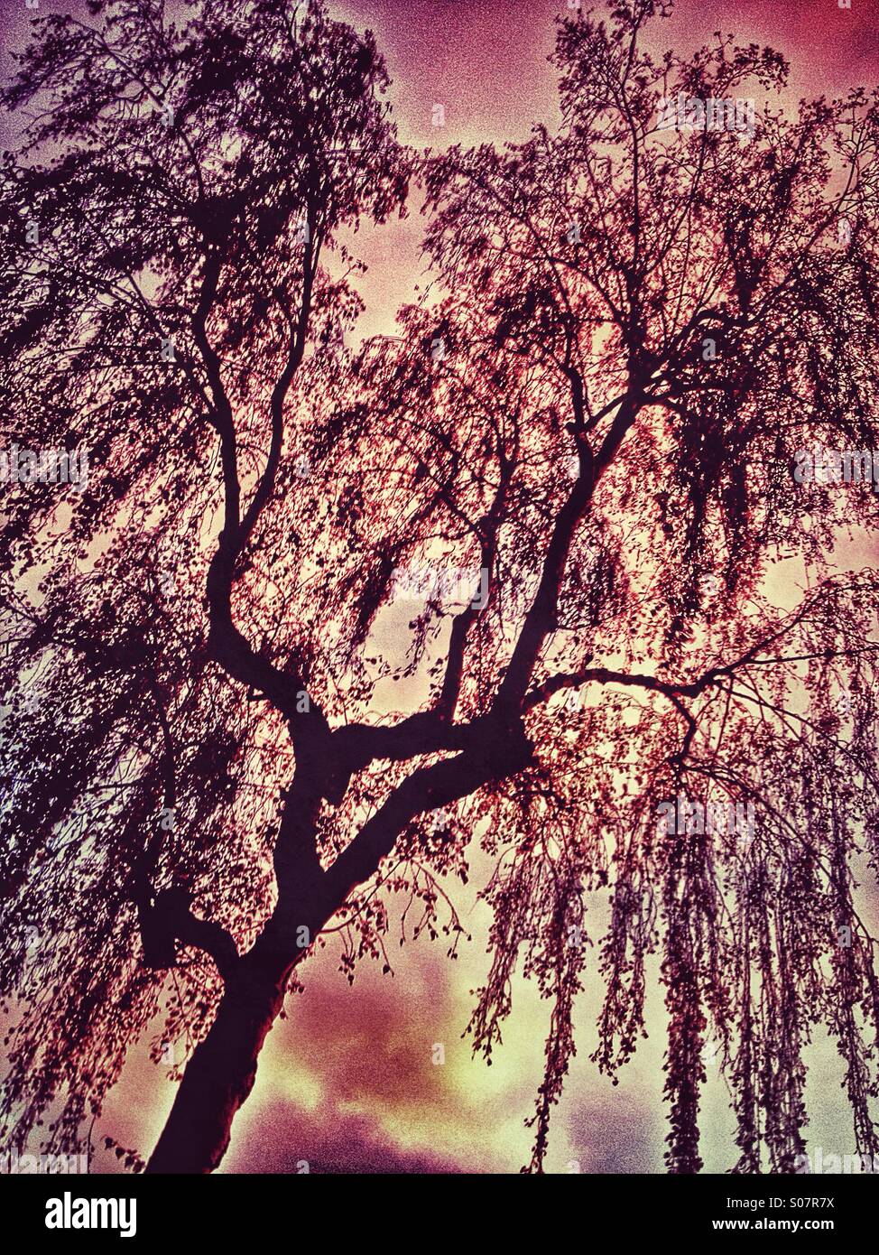 Mirar a través de las ramas de un árbol para una rosa sunset sky Foto de stock