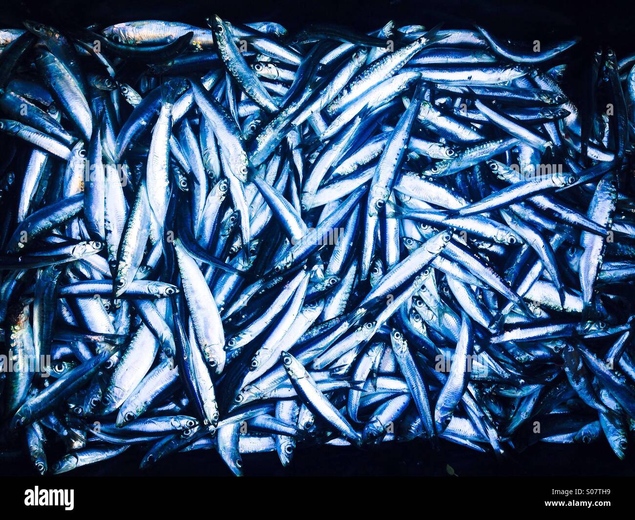 Muchos peces de anchoas y las sardinas frescas Foto de stock