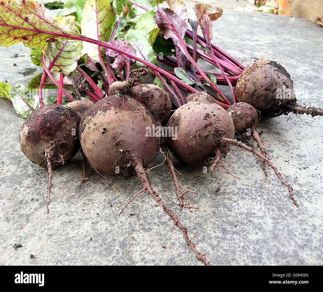 Remolacha extraído fresco del jardín. Foto de stock