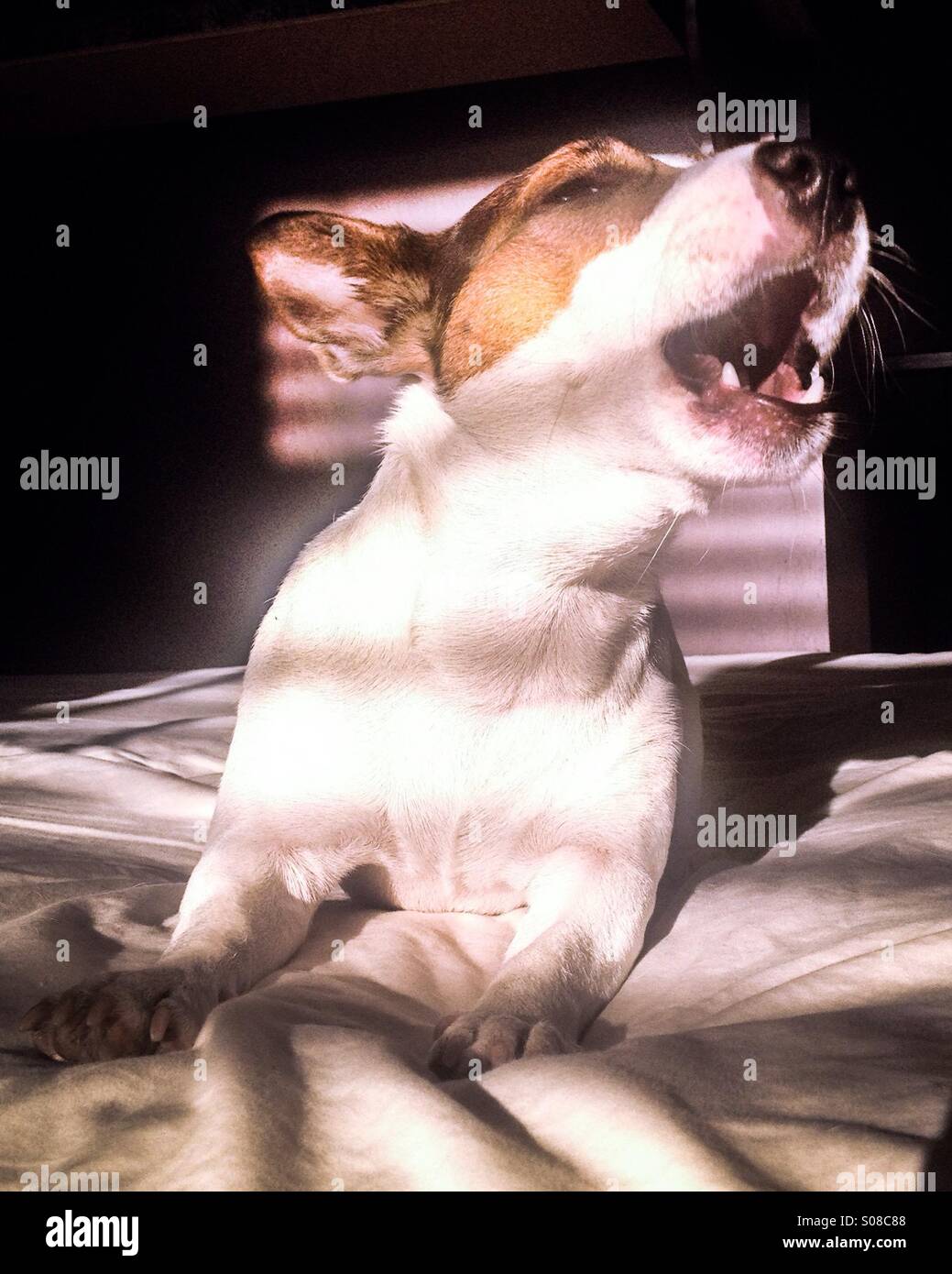 Un perro ruidoso. El joven Jack Russell Terrier ladrando, evitando el contacto con los ojos. Foto de stock
