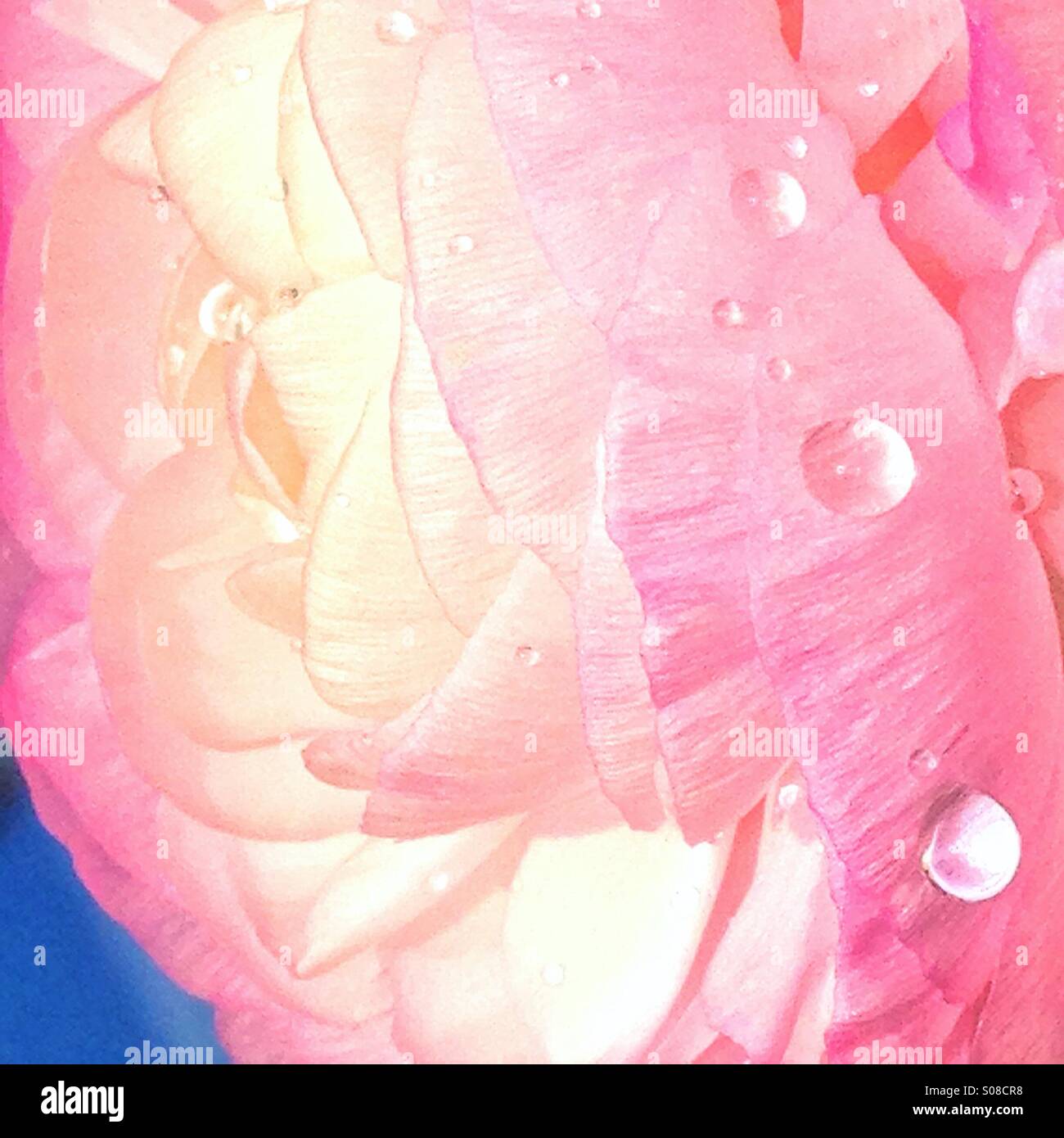 Flor rosa con rocío Foto de stock