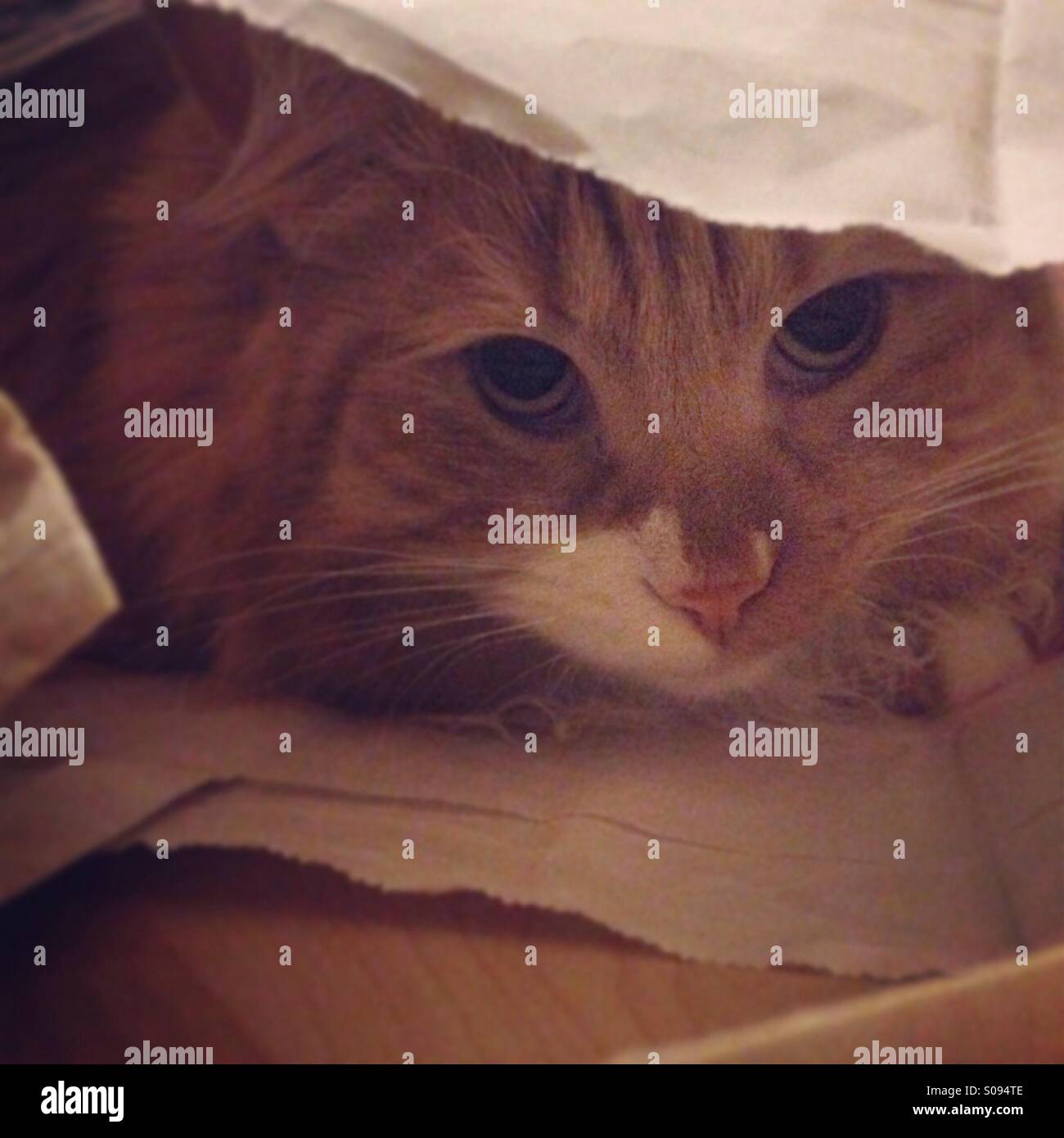 Gato jugando al escondite Fotografía de stock - Alamy