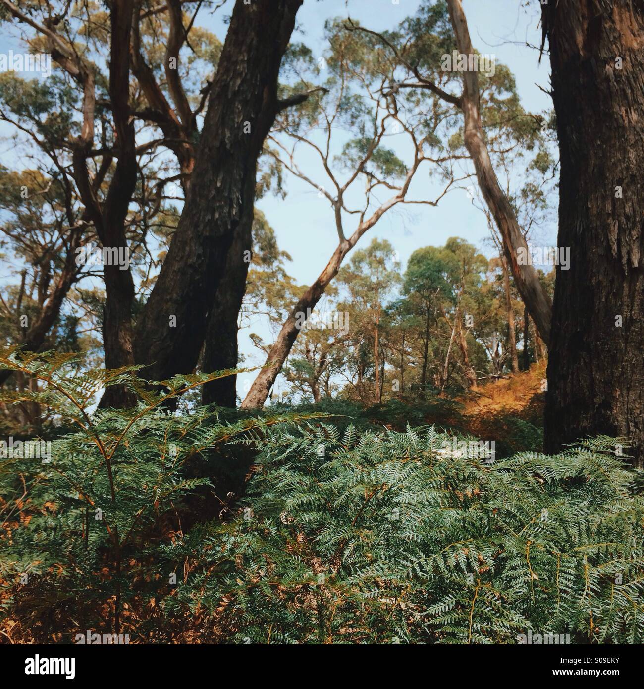 Arbusto australiano, colgantes Rock State Park, Victoria, Australia Foto de stock