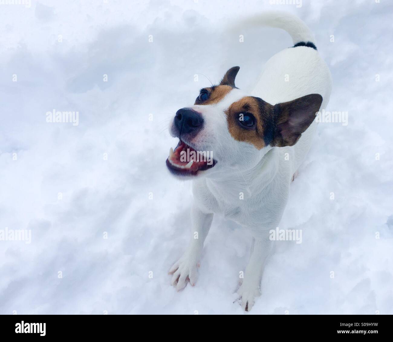 Jack Russell Terrier perro ladrando en la nieve. Foto de stock