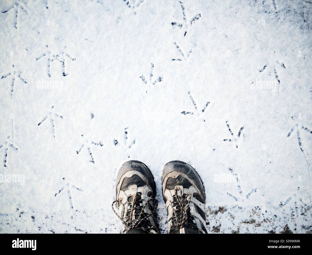 Mirando botas para caminar en la nieve con el faisán pistas en todas direcciones. Foto de stock