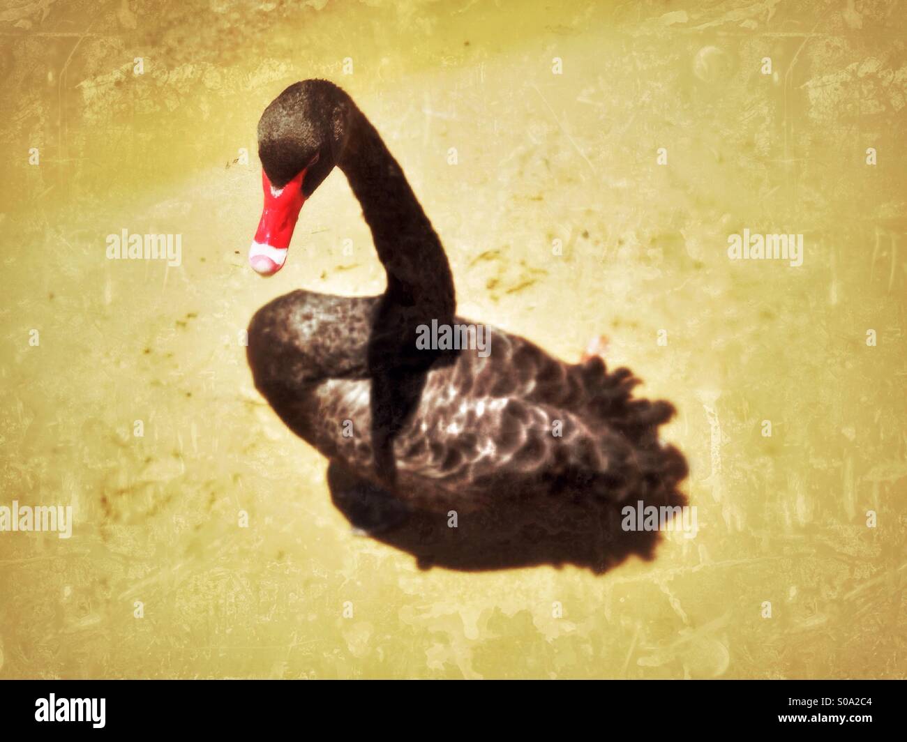 Cisne negro. Foto de stock