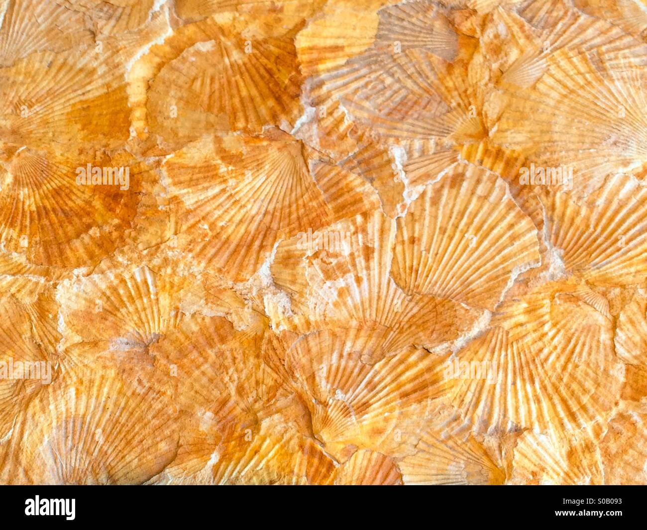 Conchas fosilizadas Foto de stock