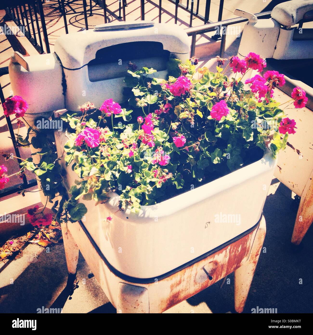 Antique lavadora con flores que crecen en el interior Fotografía de stock -  Alamy