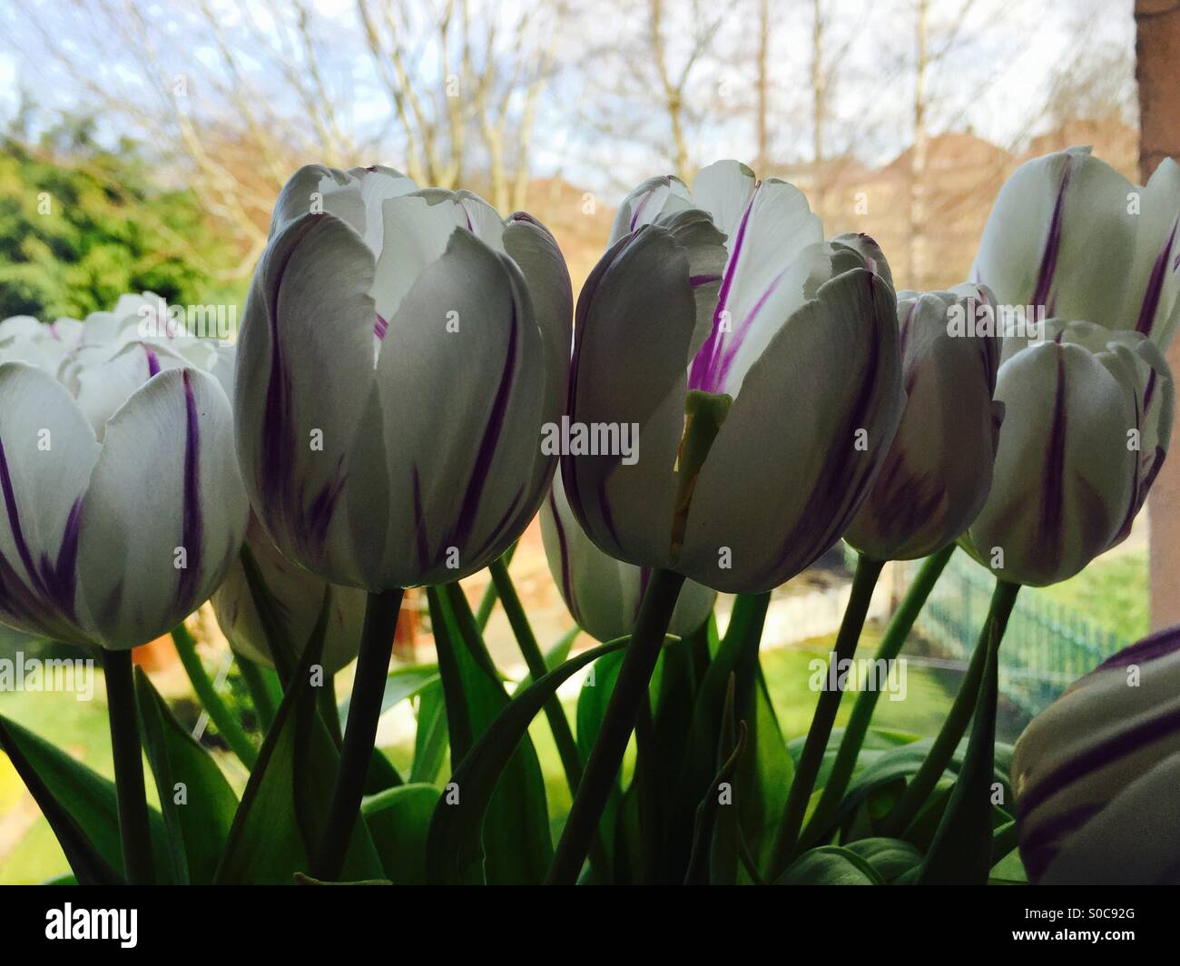 Blanco con morado tulipanes con el sol brillando a través de Foto de stock