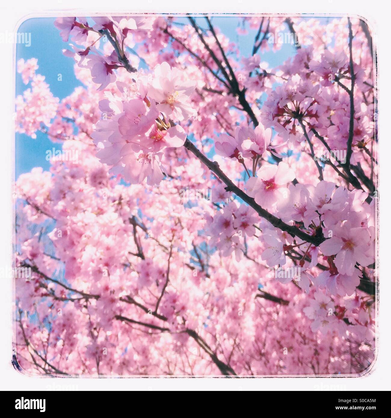Bonita rosa sakura o cerezo con el cielo azul de fondo, con bastidor vintage. Foto de stock