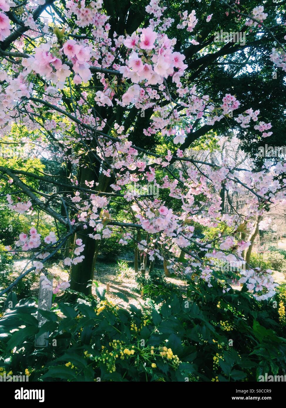 Hermosa, luz rosa sakura o cerezos en flor en primavera con árboles y hojas verdes en el fondo. Foto de stock