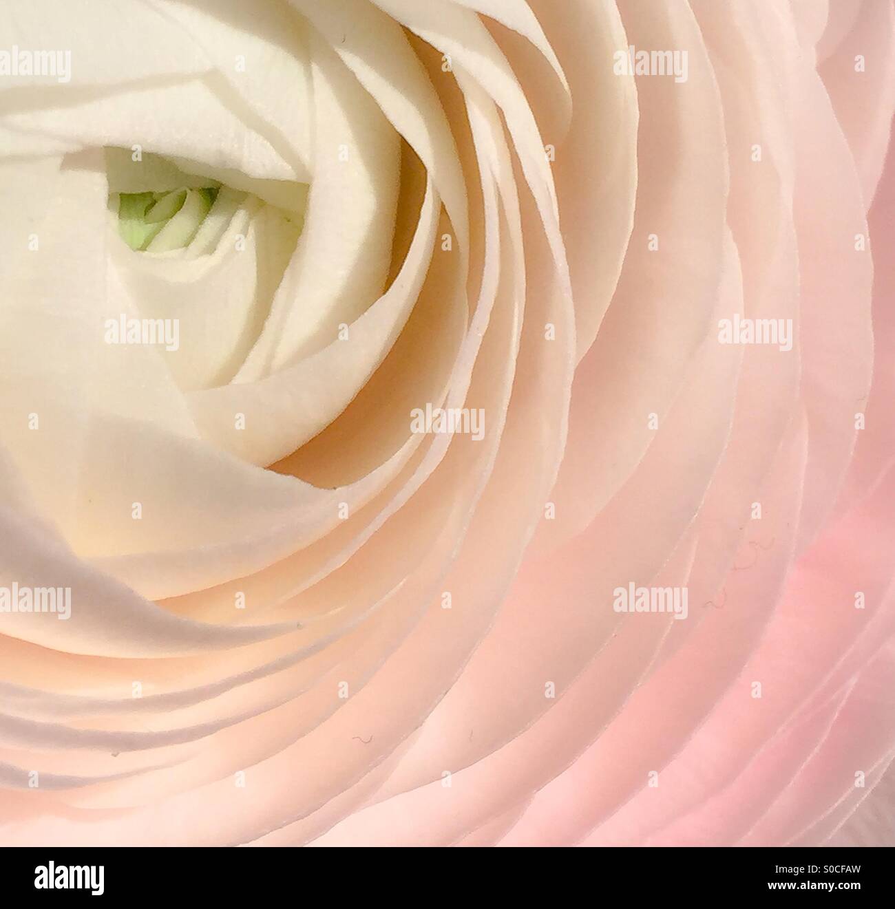 Flor rosa Foto de stock