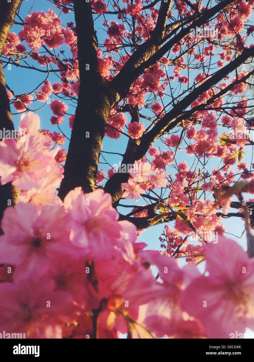 Hermosa rosa sakura o cerezo, bañado con una puesta de sol naranja fosforescente. Foto de stock