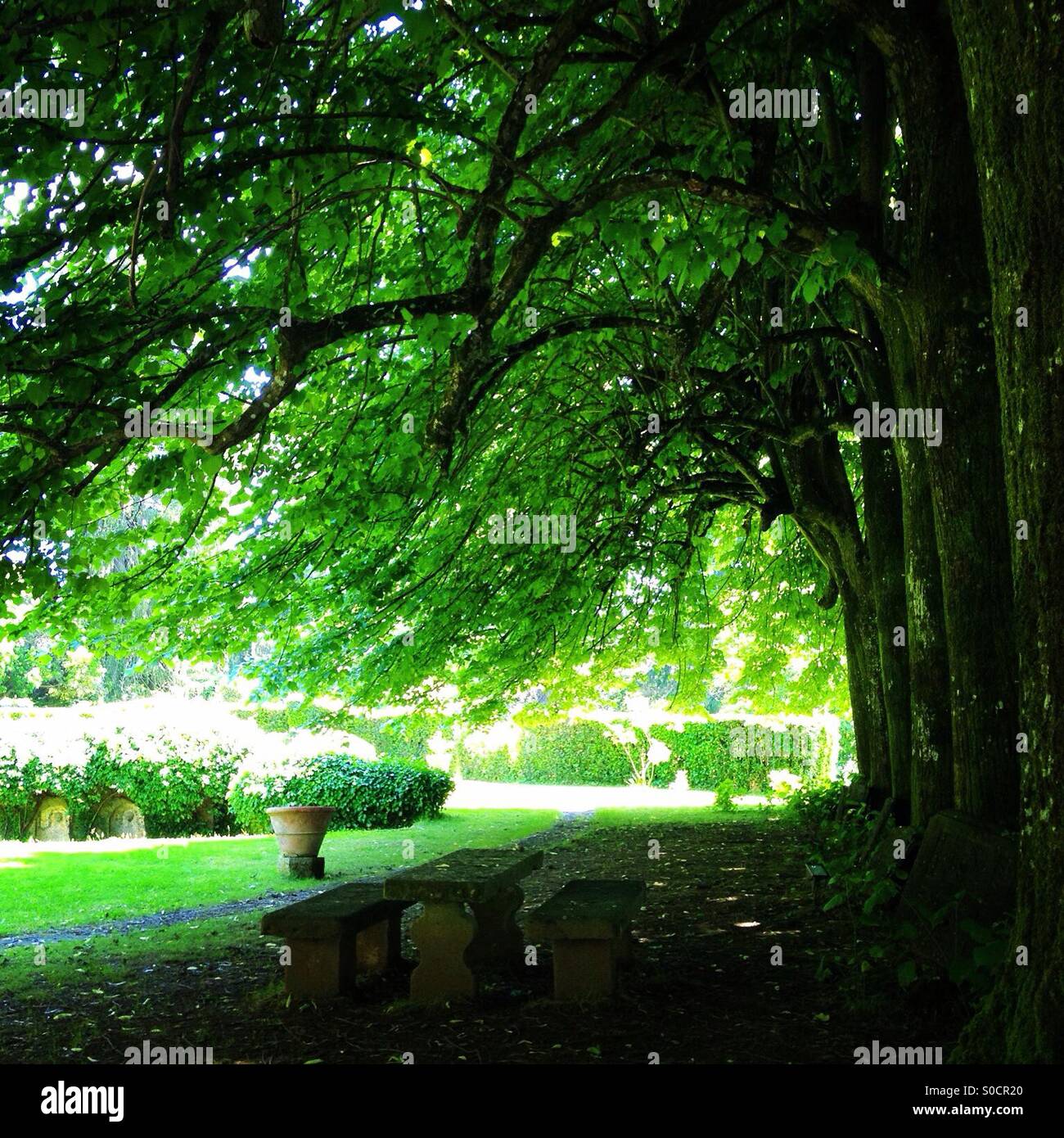 Exuberantes árboles en el parque Foto de stock