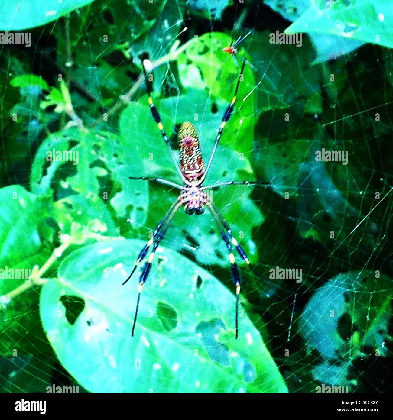 Araña de Orb, Parque Cahuita, Costa Rica Foto de stock