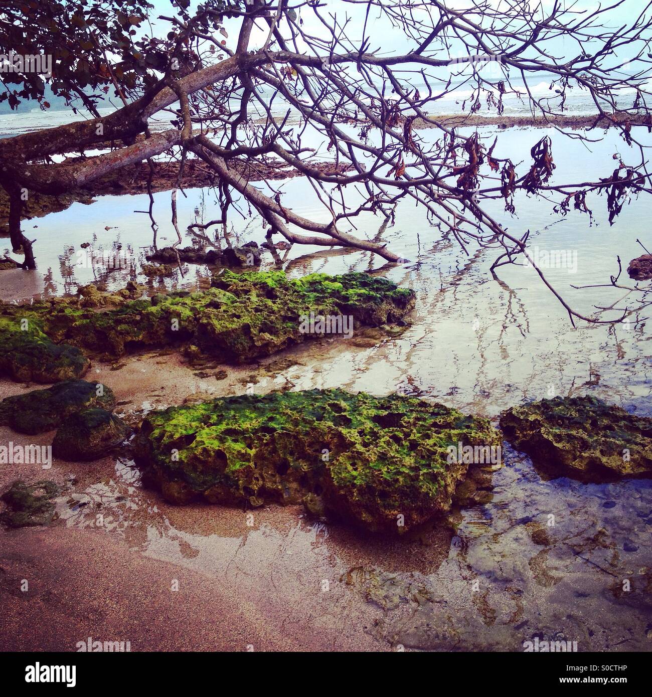 Árboles en el océano Foto de stock