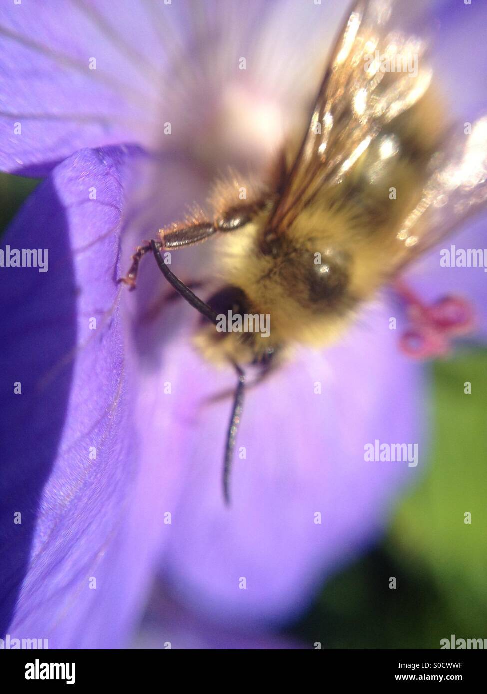 La abeja ocupada Foto de stock