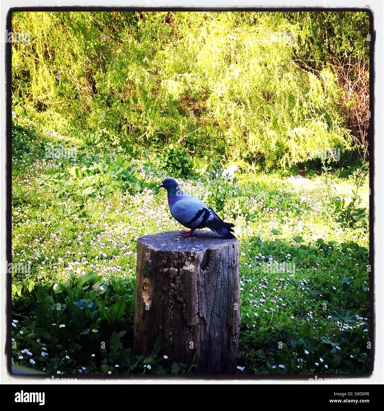 Pigeon en tronco de árbol Foto de stock