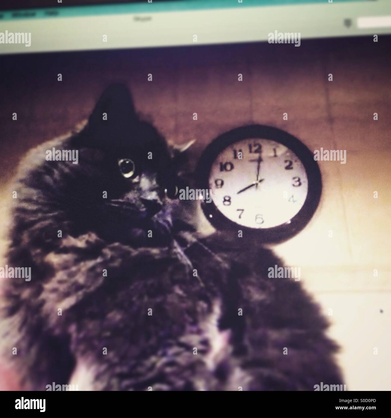 Gato gris junto al reloj Foto de stock