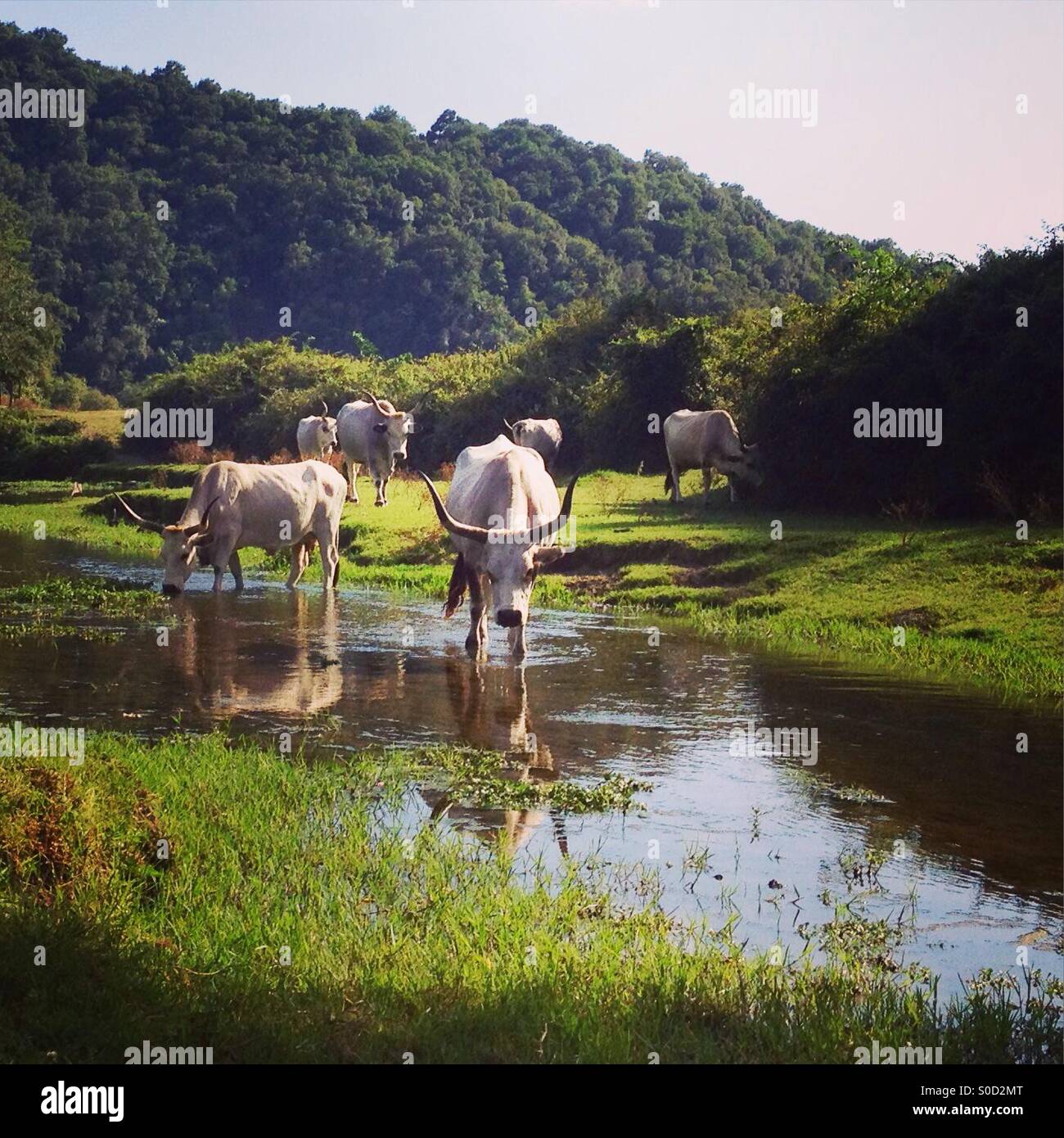 Las vacas que pastan en los campos, Italia Foto de stock