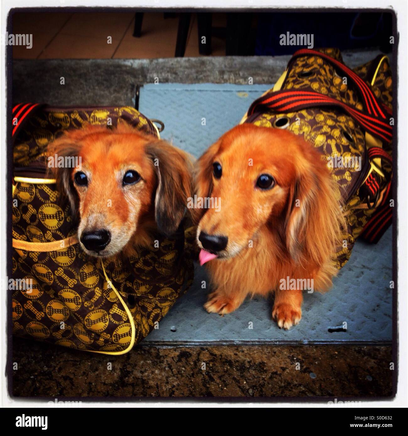 Dos perros mascota transportada en bolsos de lujo en Singapur. Foto de stock