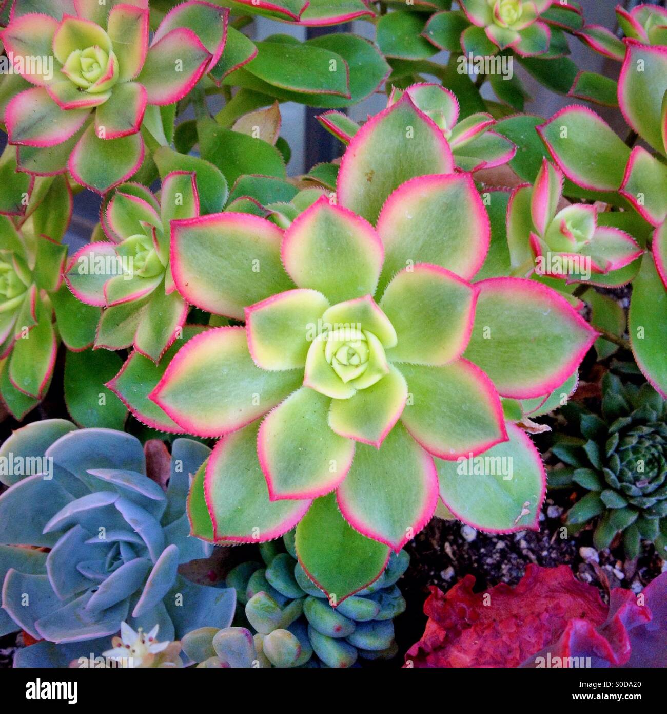 Suculentas de jardin fotografías e imágenes de alta resolución - Alamy