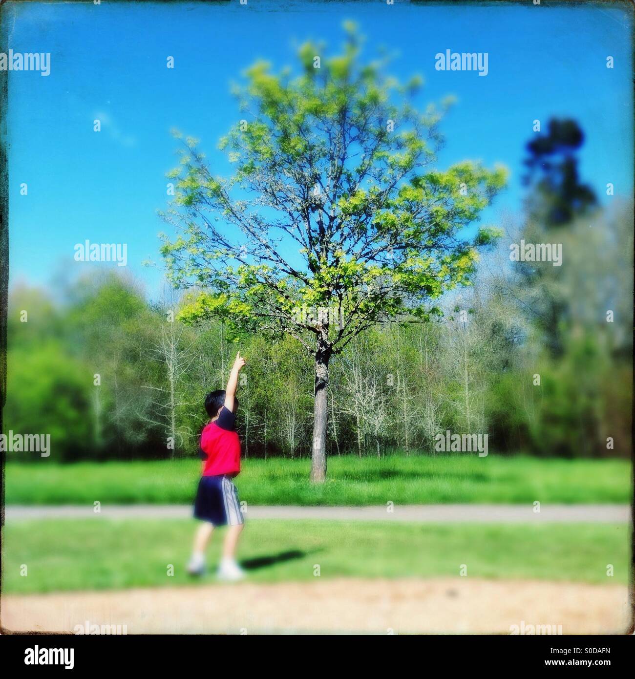 Joven apuntando hacia arriba en el árbol en un día soleado. Foto de stock