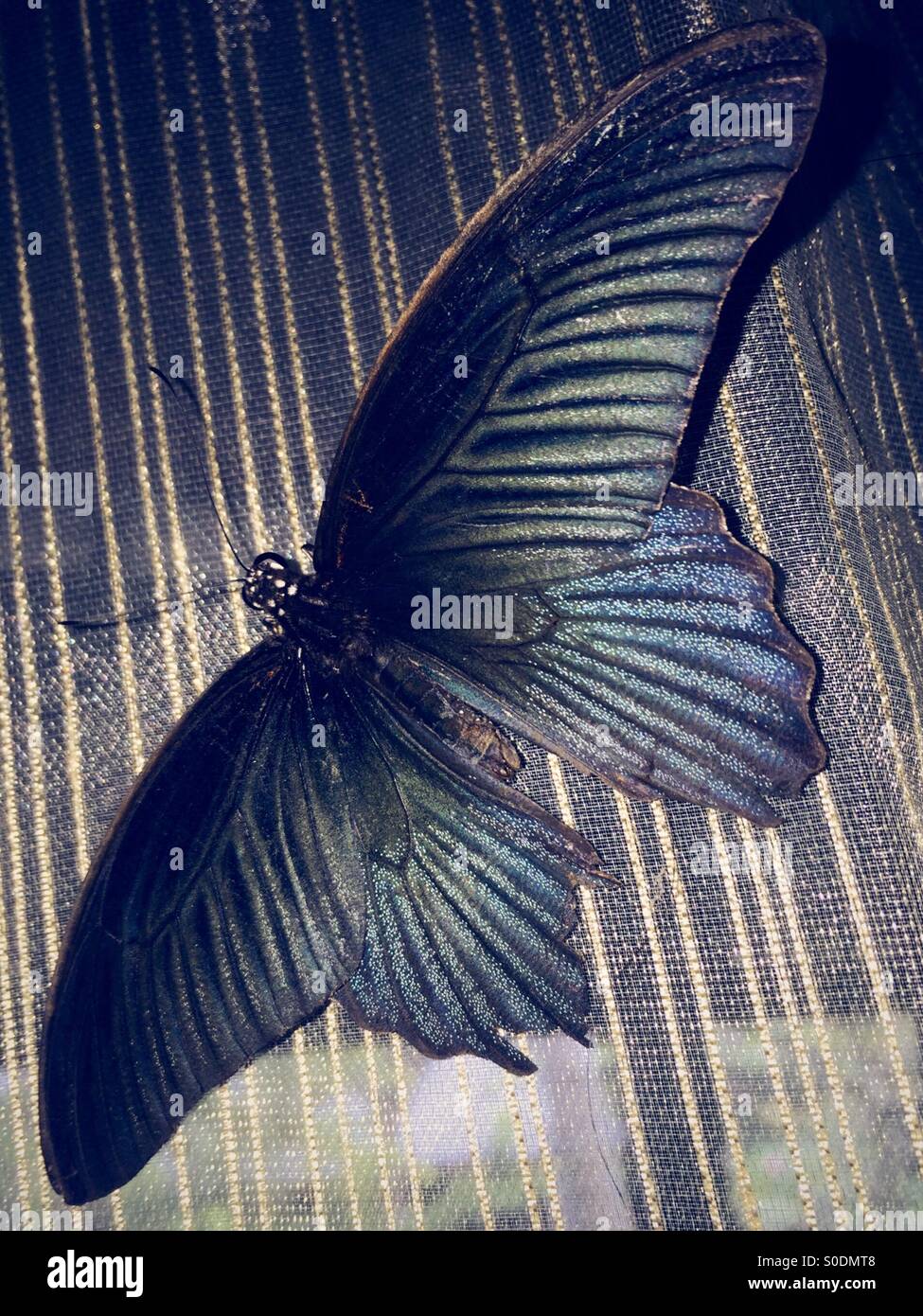 Mariposa. Foto de stock