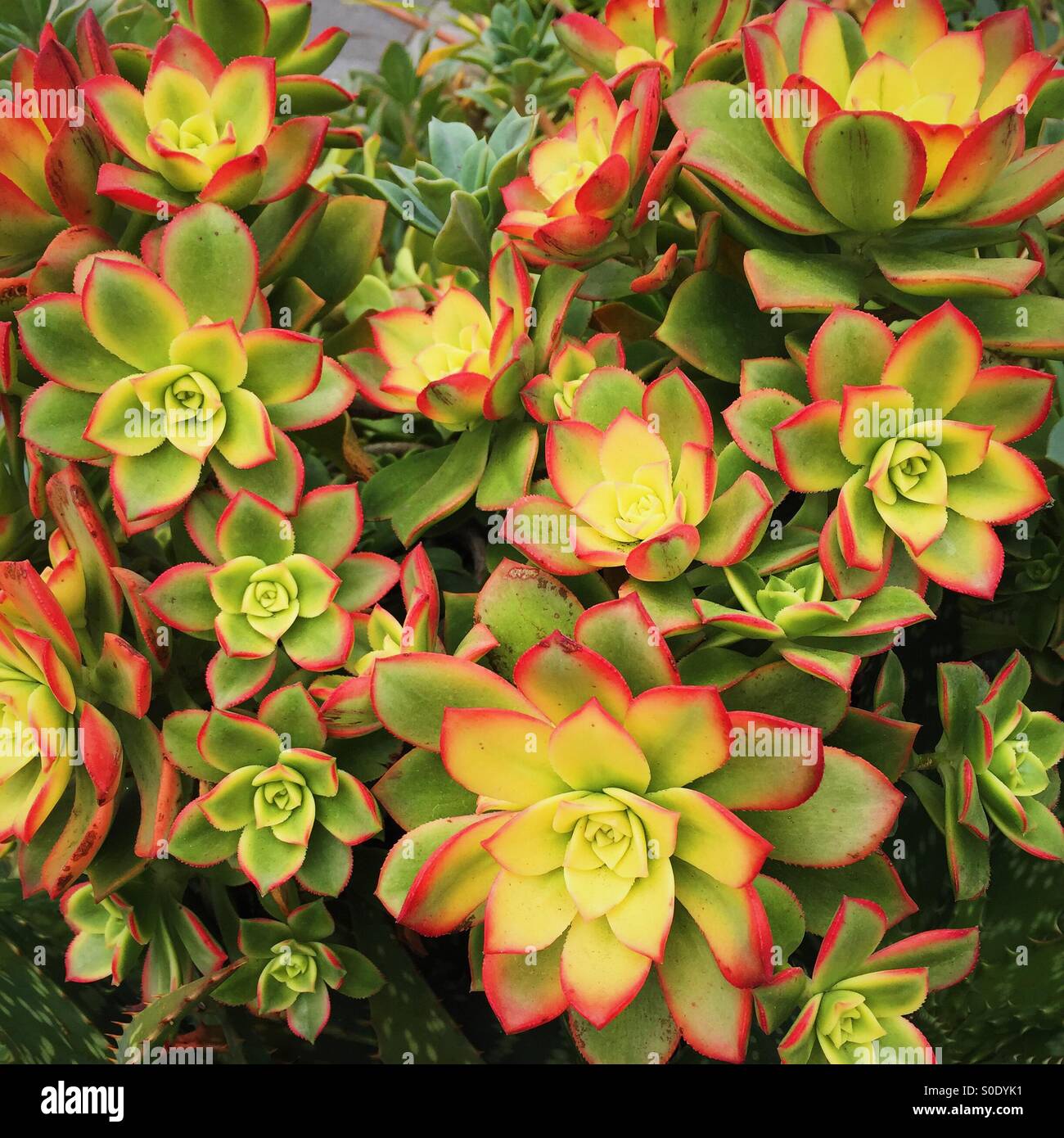 Rojo y verde suculento fotografías e imágenes de alta resolución - Alamy