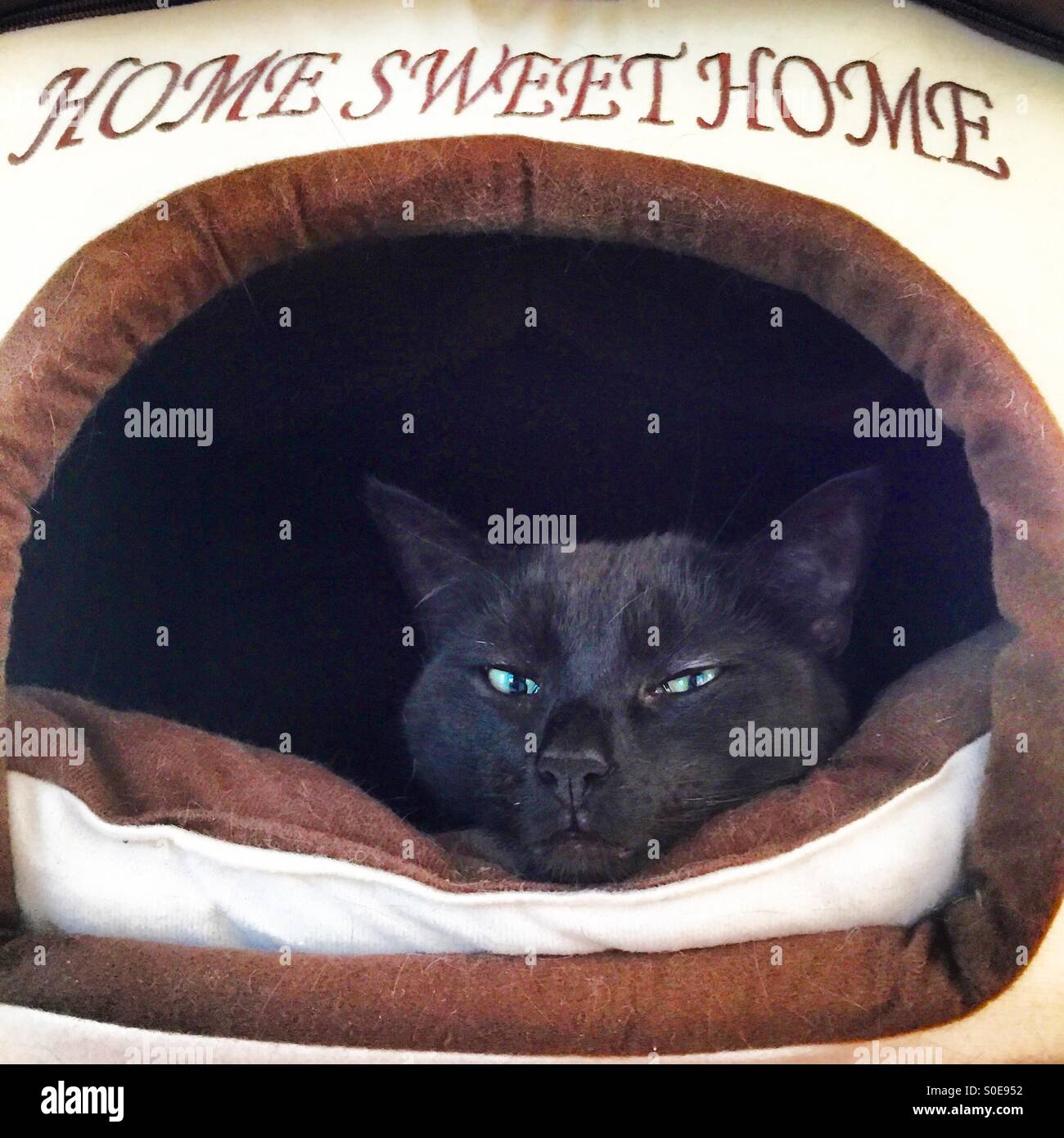 Cat sentando en la cama con la etiqueta home sweet home. Foto de stock