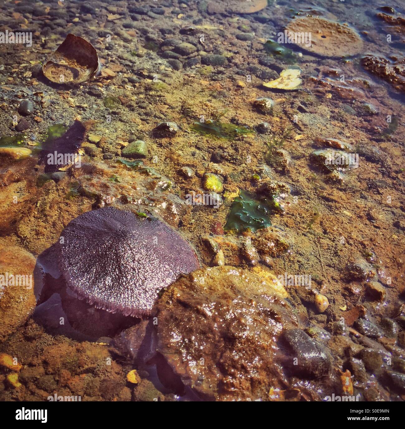 Un brillante púrpura Sand dollar vive justo debajo de la superficie del agua en el estado de Washington de Puget Sound. Foto de stock