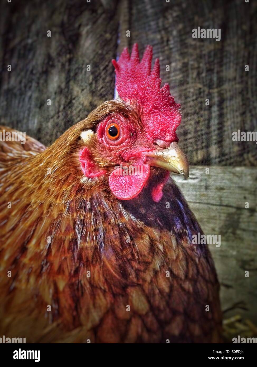 Pollo rojo contra la madera desgastada sentar Foto de stock