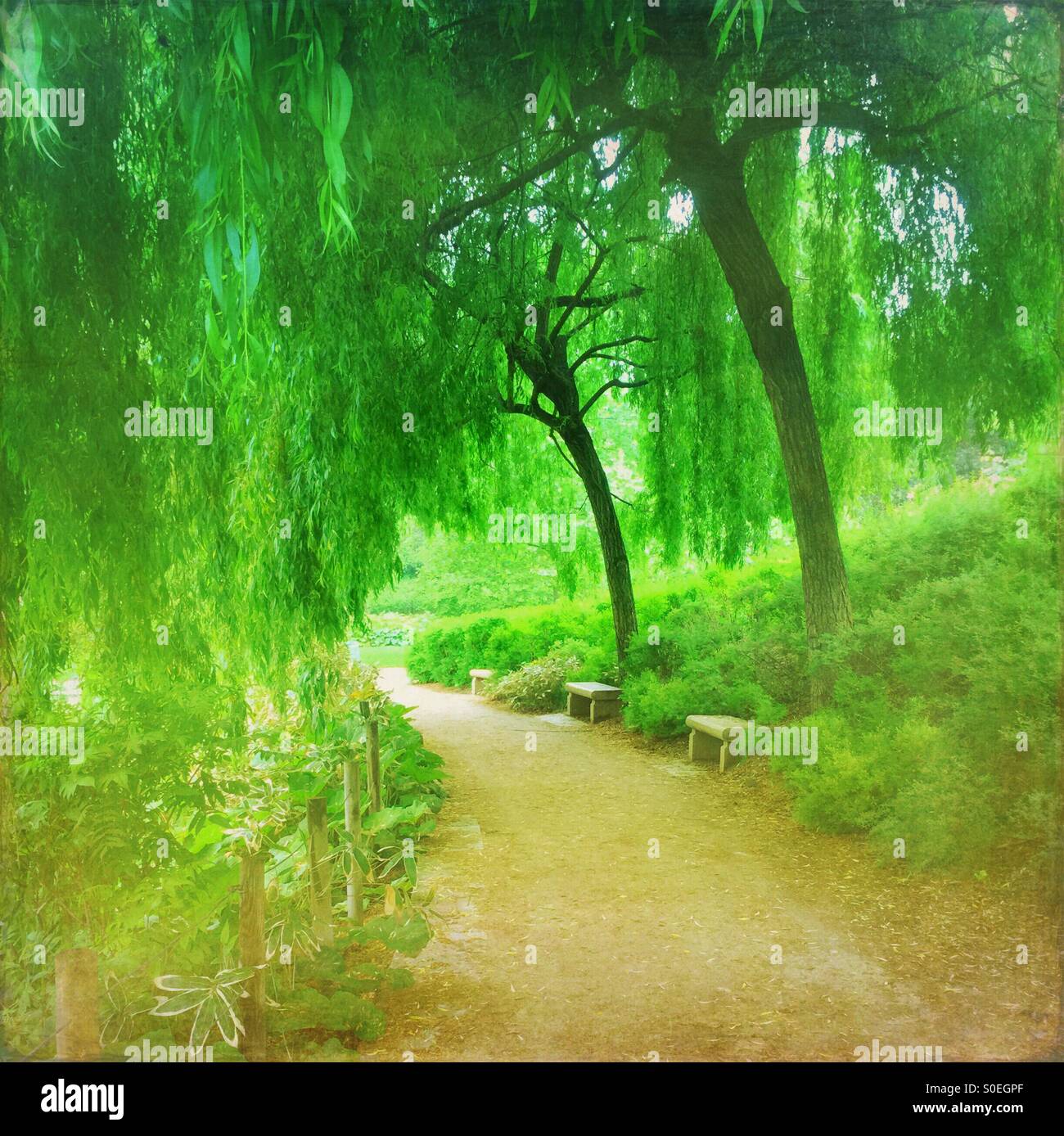 Campo Verde Parc de Bercy con sauce llorón árboles y follaje de primavera frescos en París, Francia. Vintage superposición de textura. Foto de stock
