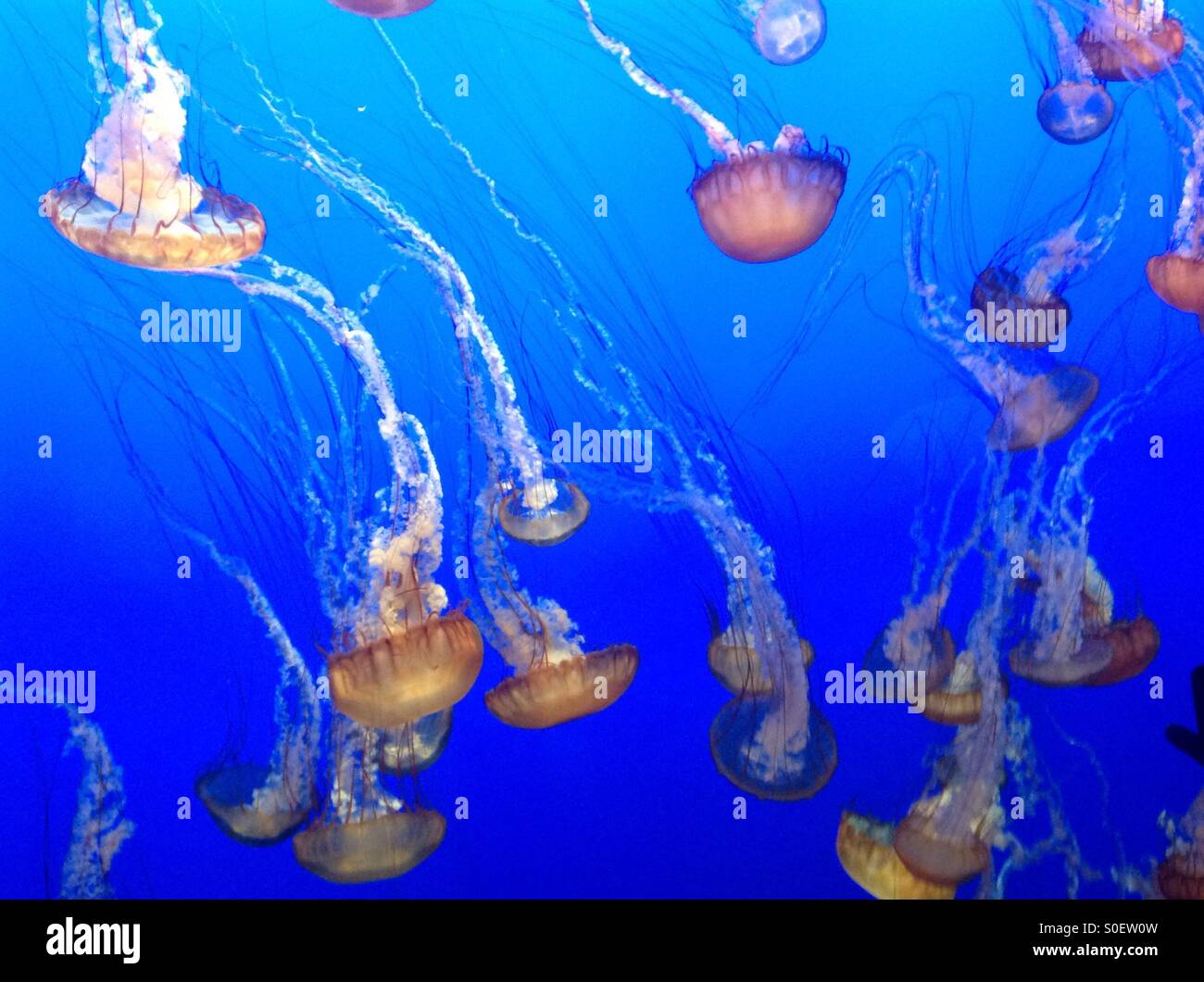 Enjambre de medusas Foto de stock
