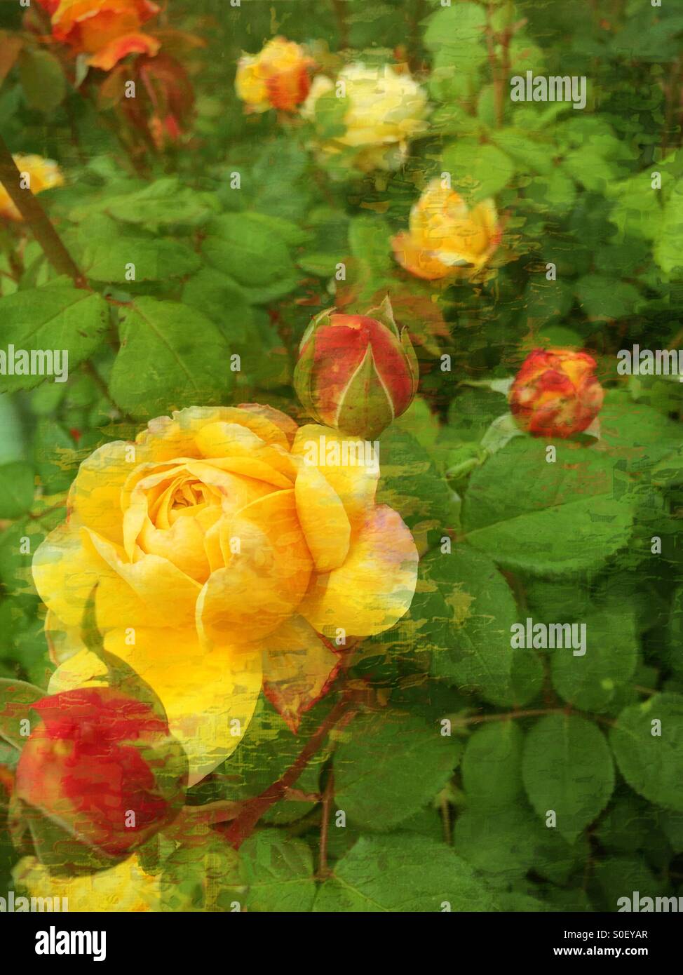 Hermosas rosas amarillas y rojas rodeado por hojas verdes Fotografía de  stock - Alamy