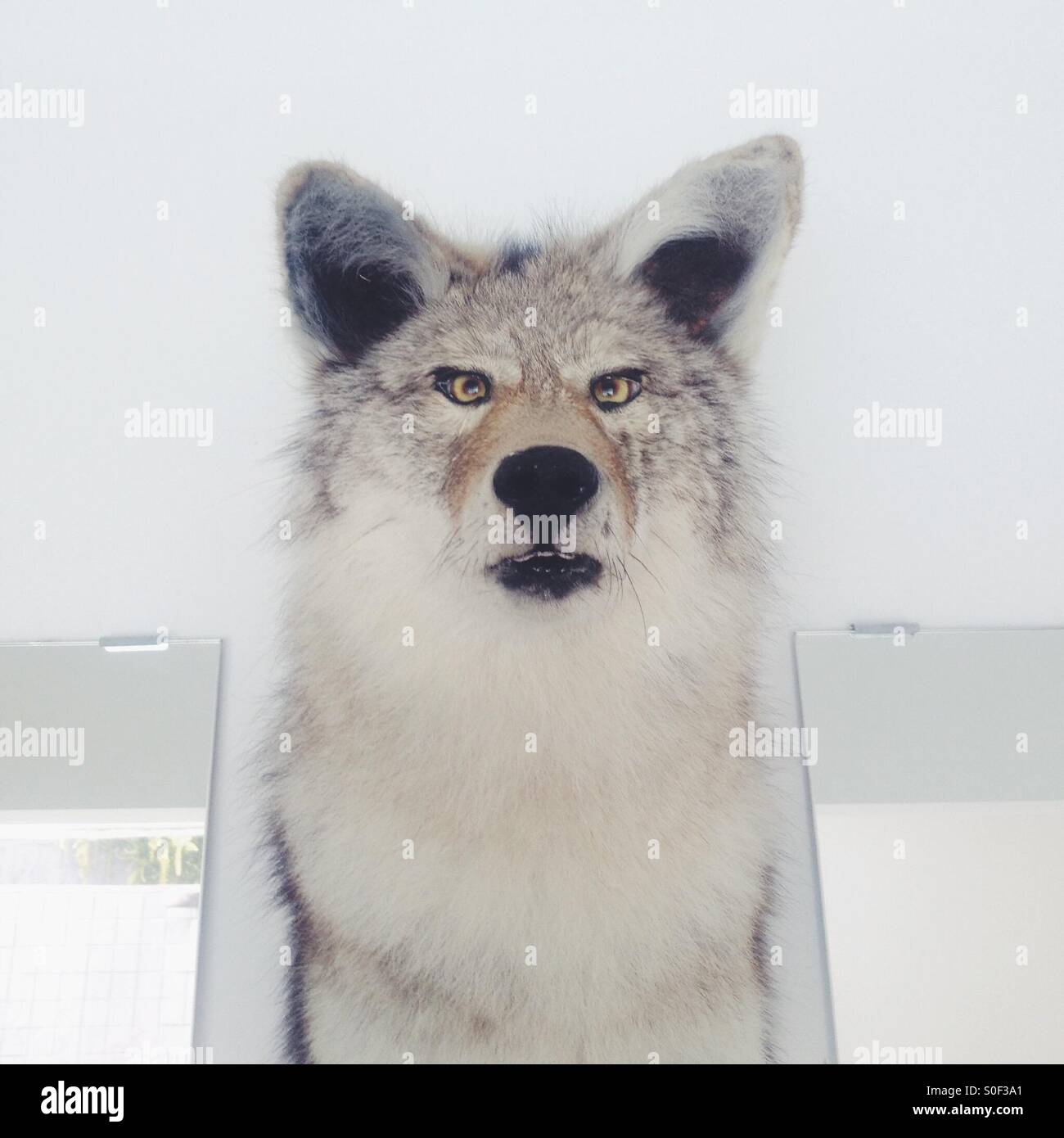 Taxidermia: Cross eyed fox Foto de stock
