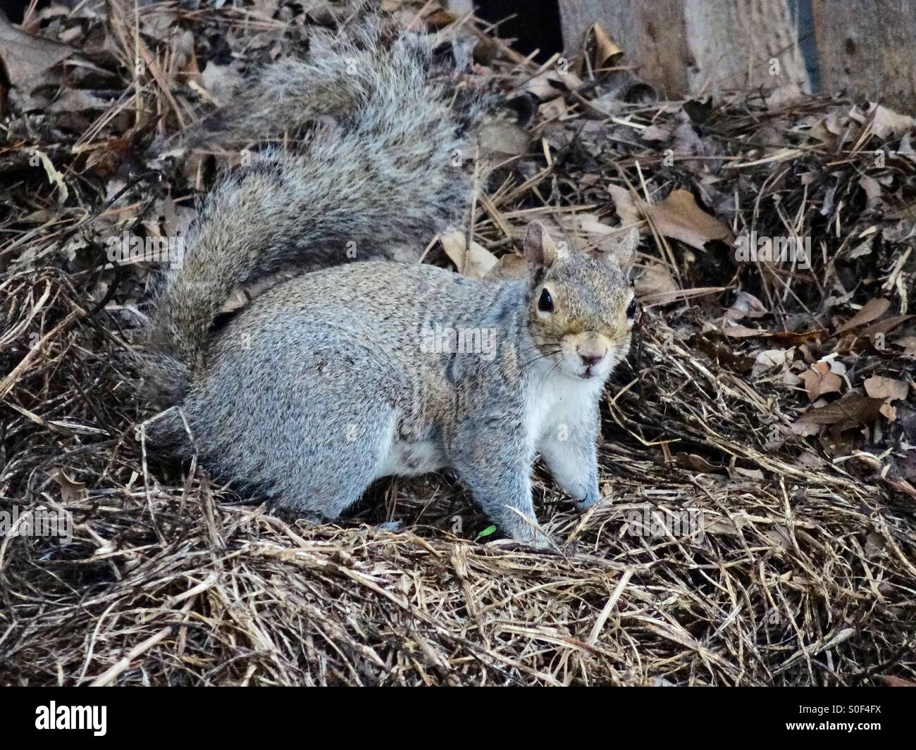 Nido de ardilla fotografías e imágenes de alta resolución Alamy