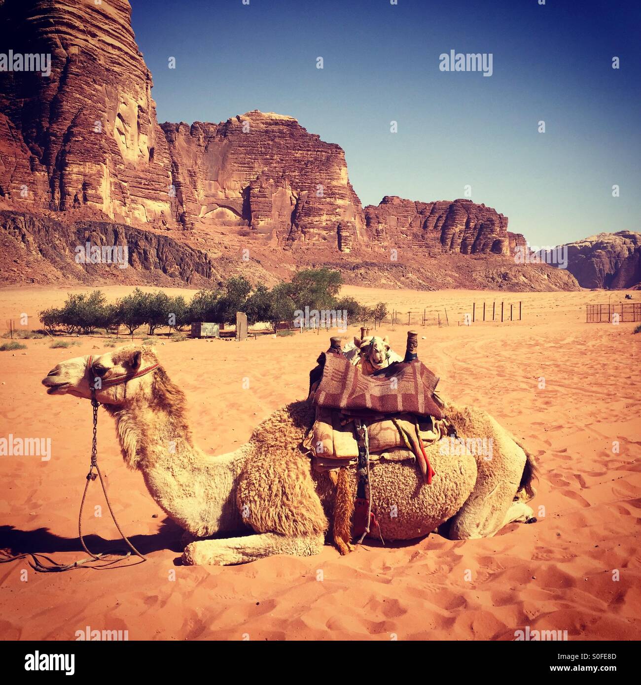 Camel en Wadi Rum desert. Foto de stock