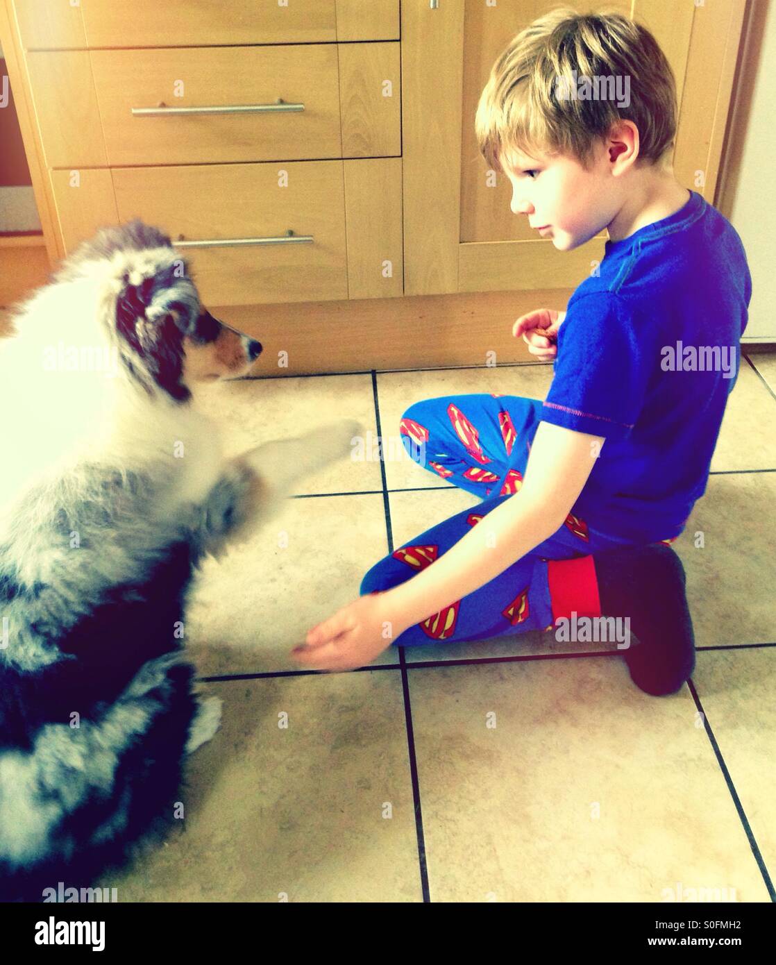 Dar a un niño una pata. Cachorro dándole un muchacho una pata. Foto de stock