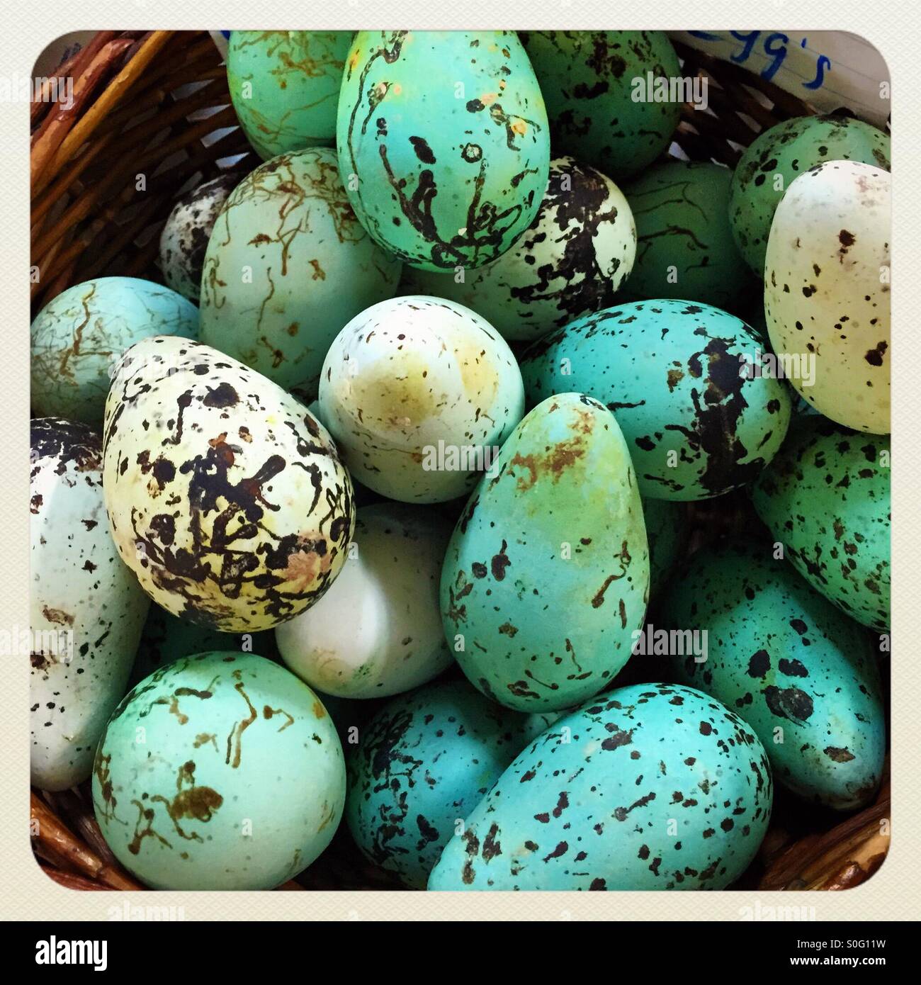 Guillemot huevos para la venta en un mercado en Reykjavik Foto de stock