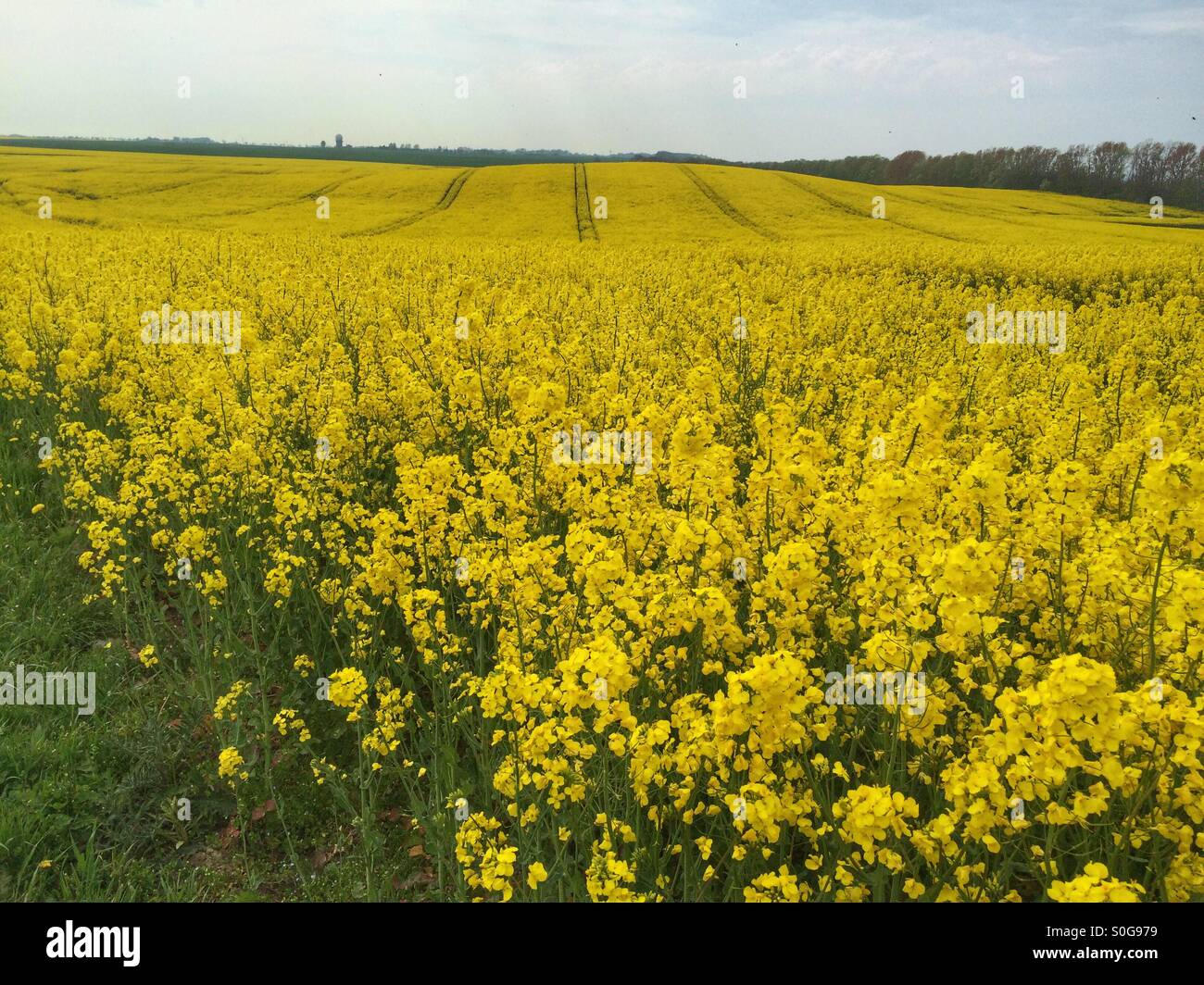 Campos amarillos - Alemania Foto de stock