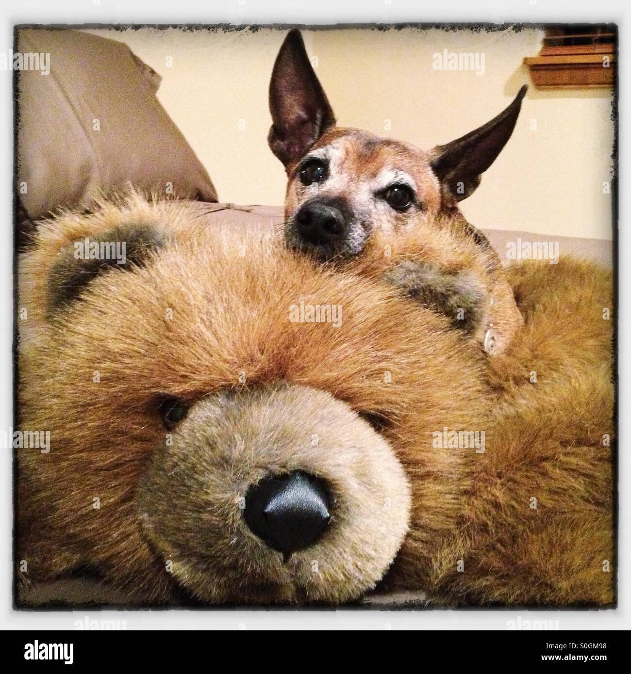 Perros Mayores descansar su cabeza en la parte superior de oso de peluche Foto de stock