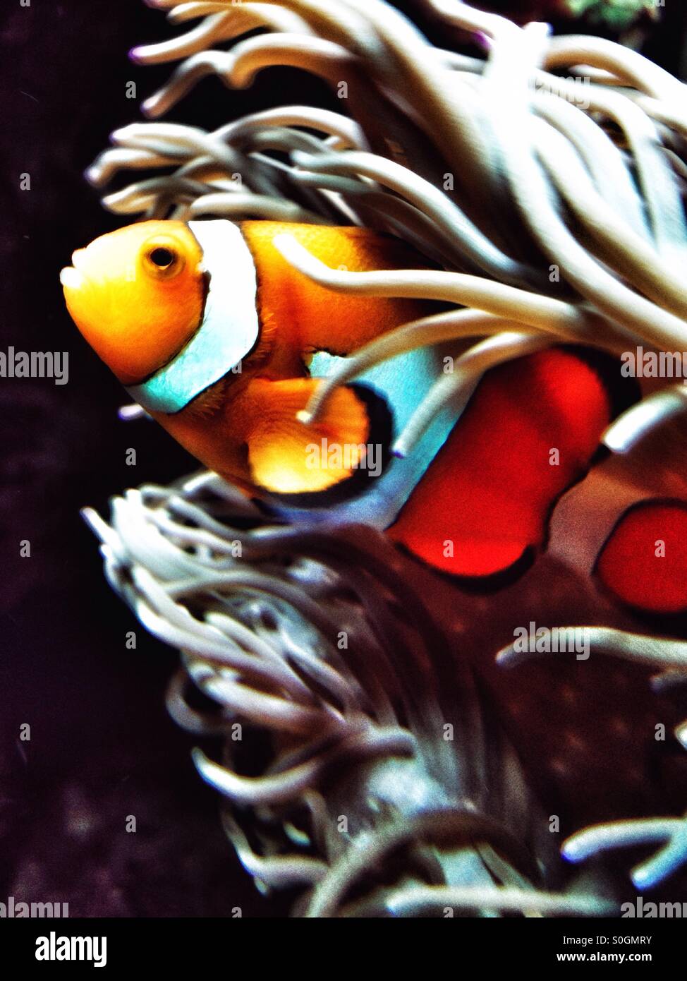 El pez payaso en la anémona de mar Foto de stock