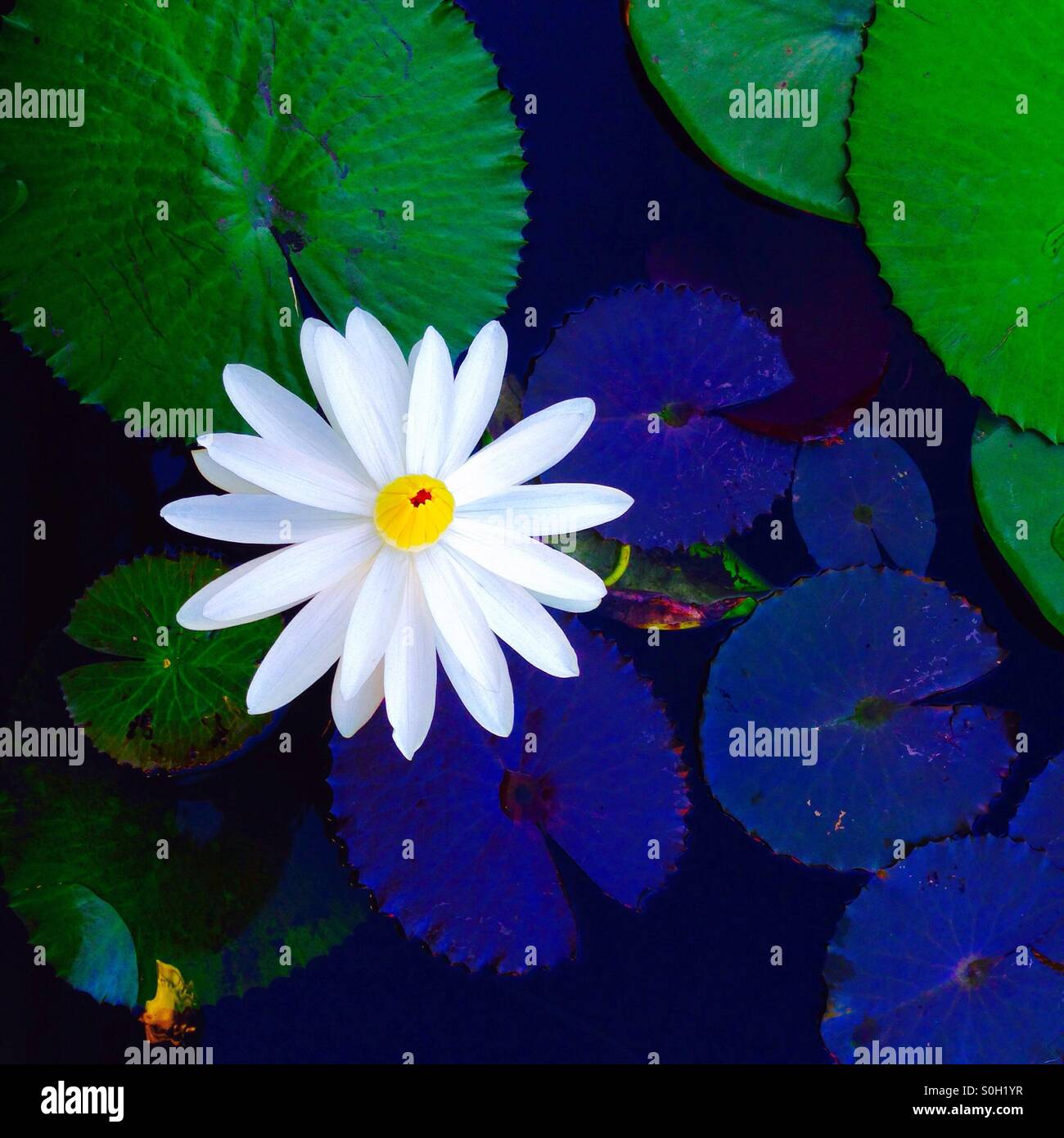 White Water Lily y nenúfares en un estanque Foto de stock