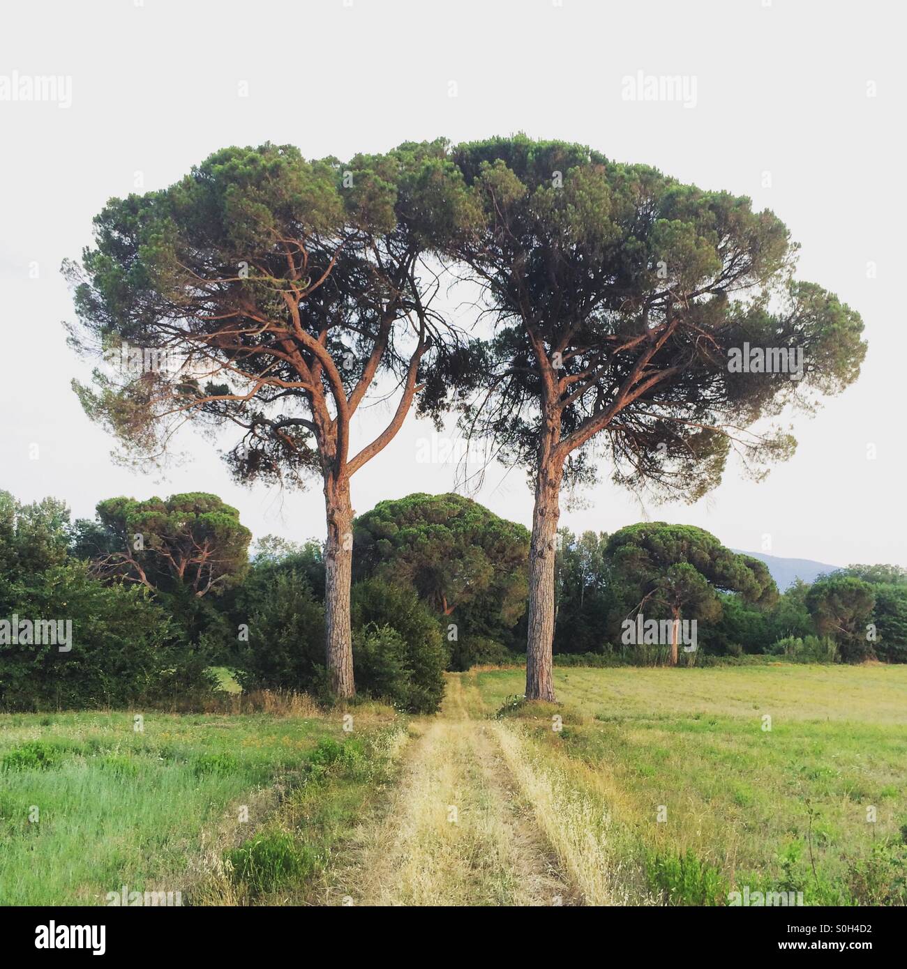 Dos grandes pinos enmarcan un camino a través de campos en la Toscana, Italia. Foto de stock